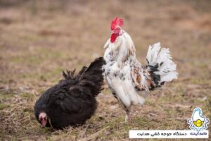 عوامل موثر بر نطفه تخم پرندگان2