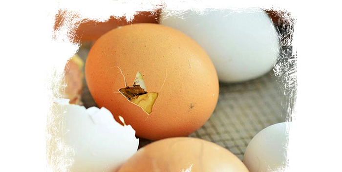 قرار دادن تخم نطفه دار کهنه در دستگاه جوجه کشی
