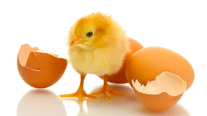 سن مرغ در کیفیت تخم مرغ