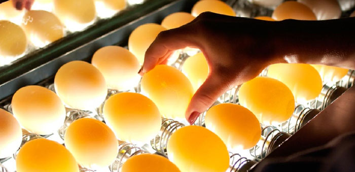 تاثبر استرس بر کیفیت تخم مرغ